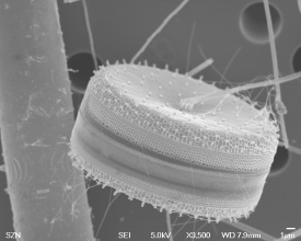 Diatomea planctonica Thalassiosira rotula